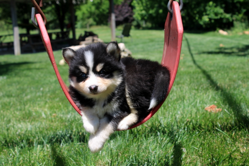 puppy, for, sale, Pomsky, Matthew B. Stoltzfus, dog, breeder, Gap, PA, dog-breeder, puppy-for-sale, forsale, nearby, find, puppyfind, locator, puppylocator, aca